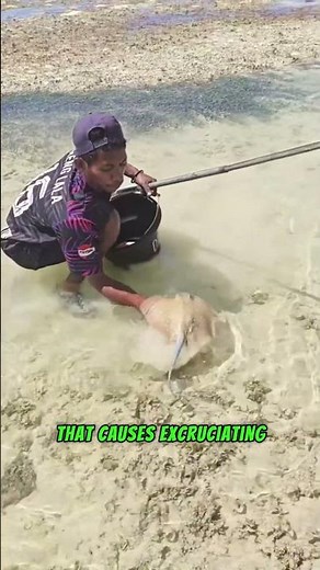 The Deadly Truth About Stingray Stings‼️