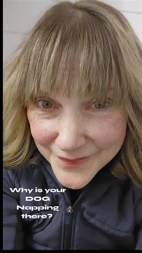 Why is puppy napping there? #petcare #petsitter #goodpetadvice #pettips #healthypets #dogcare #doxielove #puppynaps #dogroutines #knowyourdog #loveyourdog #puppycare | Cheryl Monticchio