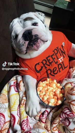 Funny Bulldog Videos: The Ultimate Bulldog Compilation