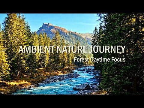 Ambient Nature Journey 03. Forest Daytime Focus. Ambient Music for Focus & Relax. 4K