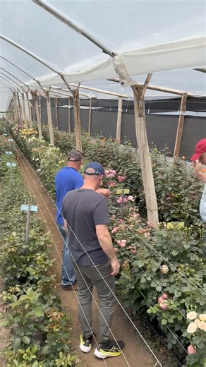 Visiting De Ruiter Ecuador! So impressive to see and so many promising varieties to come! #roses De Ruiter Thursd. | Peter van Delft