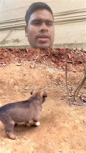 Diluwar Hussain on Instagram: "Itne pyara kutte ka baccha Dekho mere Bhai video pasand Aaye to Liker Liker Bro @highlight #nonfollowersviewerseveryone #comedyreels #comedy #activefollowers #nonfollowers"