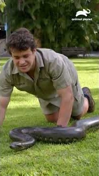 El equipo enfrenta el reto de mudar a una enorme anaconda verde a un nuevo recinto