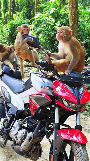 “The two monkeys were sitting on a bike and playing.” 🐒🏍️