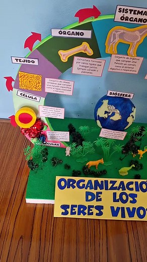 Organización de los Seres Vivos: Ideas y Maquetas
