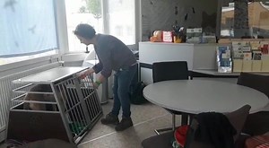Werbung Zwischendurch üben wir immer mal, dass die Hunde in eine Hundebox gehen. In diesem Falle geht es um den Catahoula Leopard Dog Ndzilo. Er macht das mit Bravour. Das Boxen-Training ist vor allem nötig für den Transport im Auto. Wenn Tierarzt-Fahrten anstehen, dann fahren die Hunde in einer Box im Auto mit. Es ist sinnvoll, dass sie diese auch unabhängig vom Autofahren kennenlernen. Manchen Hunden fällt das sehr leicht, anderen weniger. Für viele Hunde ist solch ein Kennel glücklichweise an