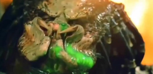 Funny Predator Dog Compilation