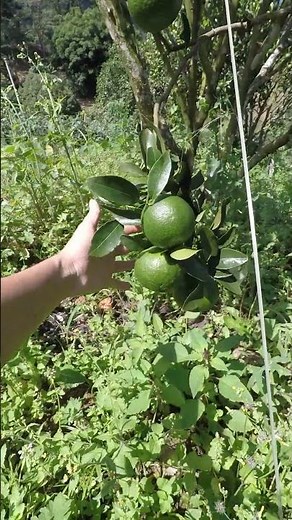 HOW TO RECOVER AN ORANGE TREE - Sweeter oranges #citruspruning