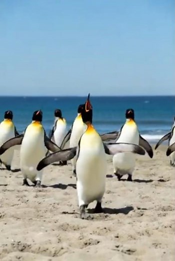 Penguin Starts Singing on the Beach — This Is Priceless! 🎤🐧😂