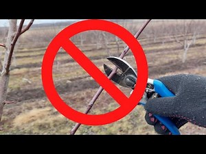 NICIODATĂ SĂ NU SCURTEZI ACEȘTI LASTARI LA PRUN.