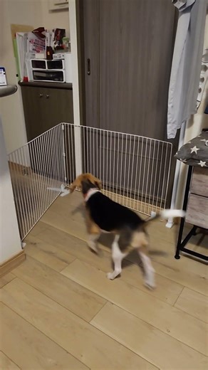 扉の向こうが気になりすぎるビーグル ＃Short