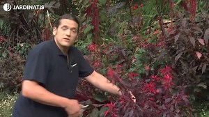 Íñigo Segurola nos cuenta todas las características del amaranto, una planta herbácea de color granate, y nos enseña a elaborar una bonita composición floral. 🤩👏 | Jardinatis