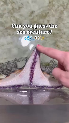⭐🖐️ Up close with a sea star! When you gently touch a sea star, you’ll see it slowly close its tube feet — those tiny “tentacles” help it move, grip surfaces, and sense its surroundings. Fun fact: Sea stars don’t have a brain or blood, but they can regrow arms if they lose one! Nature is pretty amazing. 🌊✨ #SeaStar #MarineLife #AnimalFunFact #InteractiveAquarium #UpCloseWithAnimals | Norcal Aquarium & Wildlife Adventures