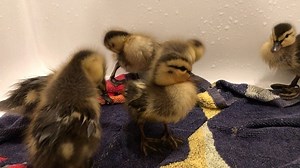 Yesterday these six little one day old mallard ducks were found abandoned and swimming around in our pool but apparently that wasn’t good enough. So now they’re in the bathtub. | Jack Hibbs