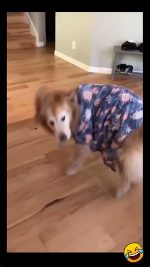 Super Funny Dancing Dogs Compilation