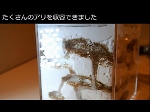 自作アリ飼育ケース（蟻の巣）の製作【自作アリ飼育セット・蟻の巣】Formicarium of my own work【自由研究・昆虫観察】【女王アリ・働きアリ】Ant colony, Hormigas