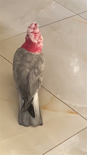 Galah Cockatoo Dance | Smile