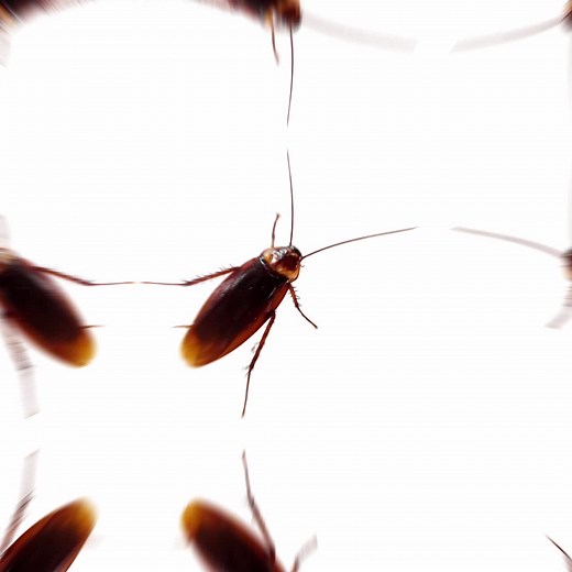 Effective Pest Control Services in Frisco and McKinney