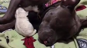 77K views · 10K reactions | Ruby Sue, you didn't have the benefit of a Momma dog or litter mates, so I honestly have no idea how you learned to be such a good Mom to all the orphaned pups we bring home. You're a wonder, sweet girl. Thank you for helping me calm our newest cleft palate baby. She is only one day old and has been fussy ever since she arrived. But you have the magic touch. I love you, Ruby Sue. <3 | For the Love of Ruby | Facebook