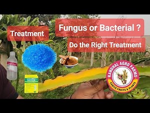Fungus and Bacterial infection in Dragon fruit , Treatment both organic and inorganic