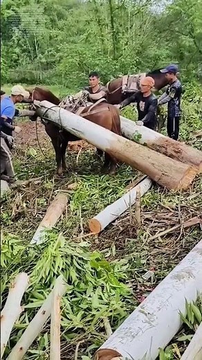 Pferde als Lastenträger: Wie Bauern Holz durch schwieriges Gelände bewegen