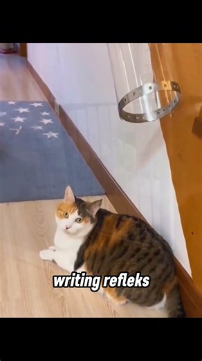 kucing hampir selalu mendarat pakai kaki berkat righting reflex 😼