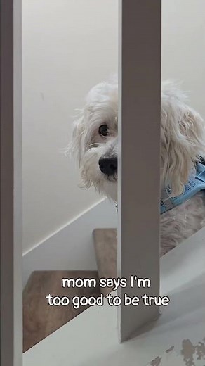 mom can't believe how perfect her puppy is #maltipoo #cute #viral #fyp