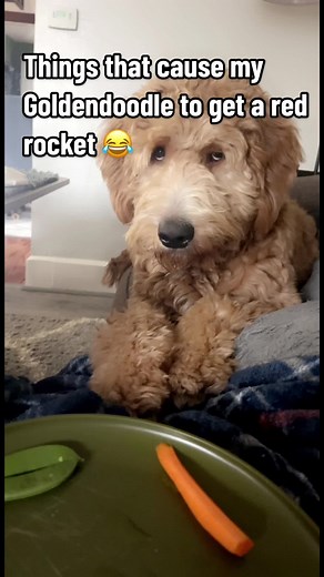 Excited GoldenDoodle with Red Rocket Reactions