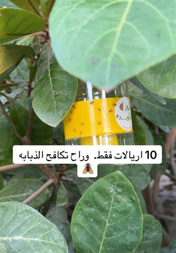 متوفر في متجر لوز أجاويد جميع الكميات، مع خدمة التوصيل وبرامج الشحن. للتواصل والاستفسار يرجى الاتصال على خدمة العملاء.0558880847#القطيف#اللوز #اجاويد #الامارات #جيزان
