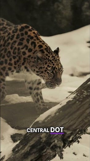 Leopard vs. Jaguar: The Surprising Differences in Spots