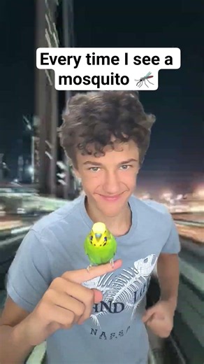 🦟= dinner for Birdy #humor #meme