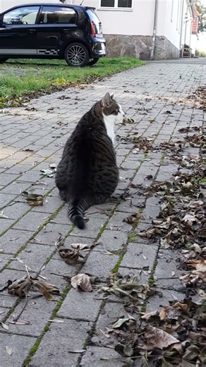 LuCa the Watchcat (3) #itsluca #luca #clever #cat #watchcat #gatto #katze #alleliebenluca