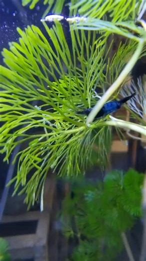💙 Blue Dream Shrimp – a stunning deep-blue freshwater shrimp that adds elegance and contrast to any planted tank! 🌿 These active little cleaners help control algae and detritus while being peaceful and easy to care for. Perfect for shrimp lovers and nano tanks! 🦐✨ #BlueDreamShrimp #FreshwaterShrimp #Aquascape #PlantedTank #ShrimpKeeping #NanoTank #AquariumLife | Vivarium Manila