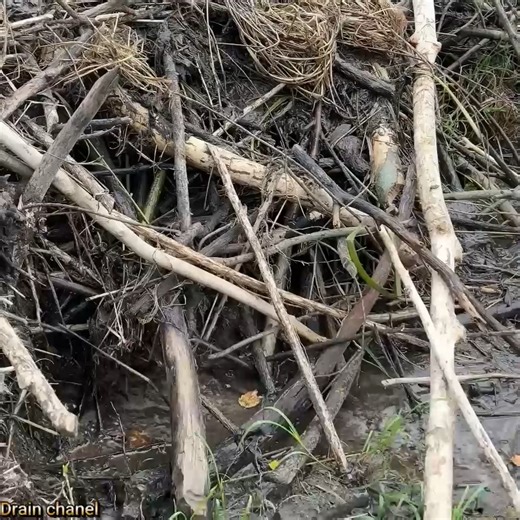 Beaver Dam Collapse – Nature’s Power in Full Force! #draincleaning #drain #beavers #culvert #usa #foryouシ | Clearing blockages