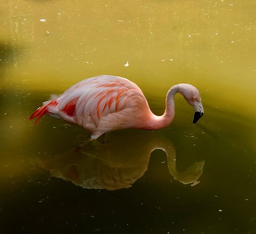 Flamingo Feeding Flows — The Bhamla Lab