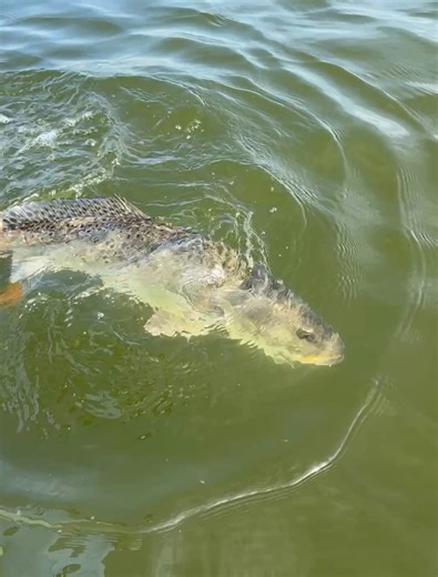 John Jackson on Instagram: "Finally, I was blessed to share a day with a great guy and guide, Capt. Mike Gallo of Angling Adventures of Louisiana! We ran to the MRGO to find two things: calmer water and big fish. Both were a success! I’ve seen one true 8lb trout in the last 15 years, and Capt. Mike made up for it for me today. It was my privilege to witness this beast hit, see the fight, and try not to knock her off at the boat while netting her with a Sacalait net that Mike carries on the boat!