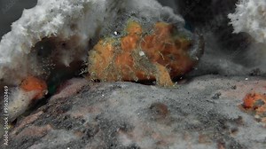 A close up of a red frogfish sitting on a red sponge and camouflaging itself as it. It stands on its pectoral fins on the sponge and breathes through its mouth, passing water through its gills.