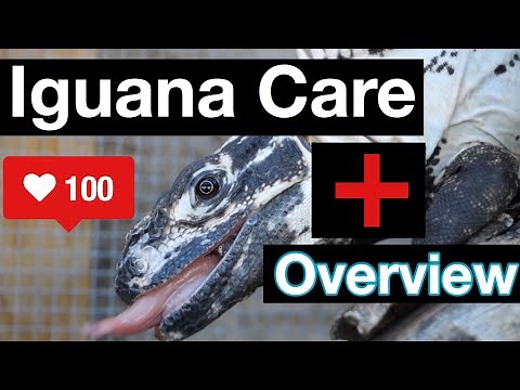 Spiny tailed Iguana Care and Overview