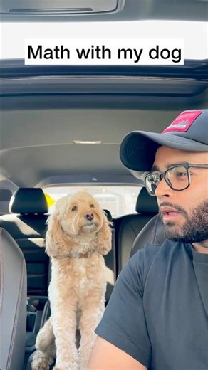 Mini Cockapoo Actually Thinks About These Questions 😳