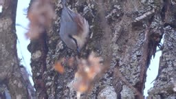 Eurasian nuthatch or wood nuthatch - bird in wild nature