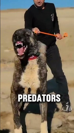Meet the Kangal: The Fearless Guardian Dog That Fights Wolves!