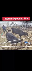 Mad cow killing her newborn