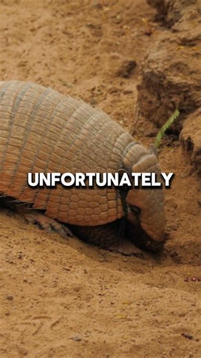 The Armadillo’s High Jump A Shocking Survival Reflex #armadillo #animalfacts