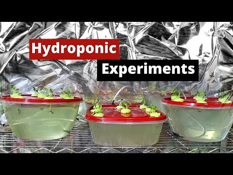 Hydroponic system, The Best for Beginners