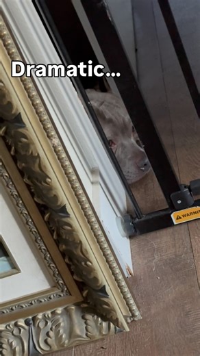 Zara decided to walk into the bathroom just to pout 🤣 #toughlife #doghumor | Zara the American Bully