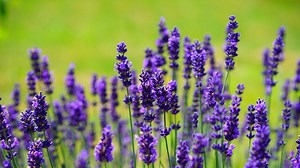 Perplexed with pruning purple: When to prune, how not to kill lavender