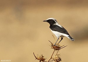Finsch's wheatear - Alchetron, The Free Social Encyclopedia