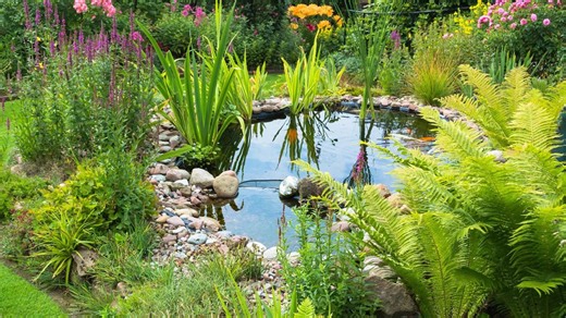 9 important gardening tips for taking care of pond plants