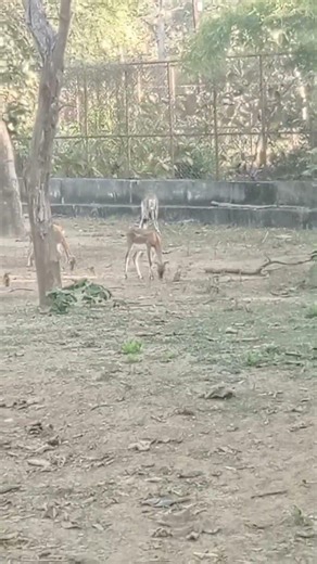 # deer call to attract deer