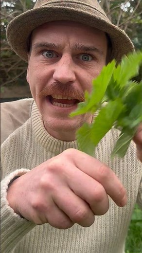 How to cook Stinging Nettles #wildfood #foraging #stingingnettle